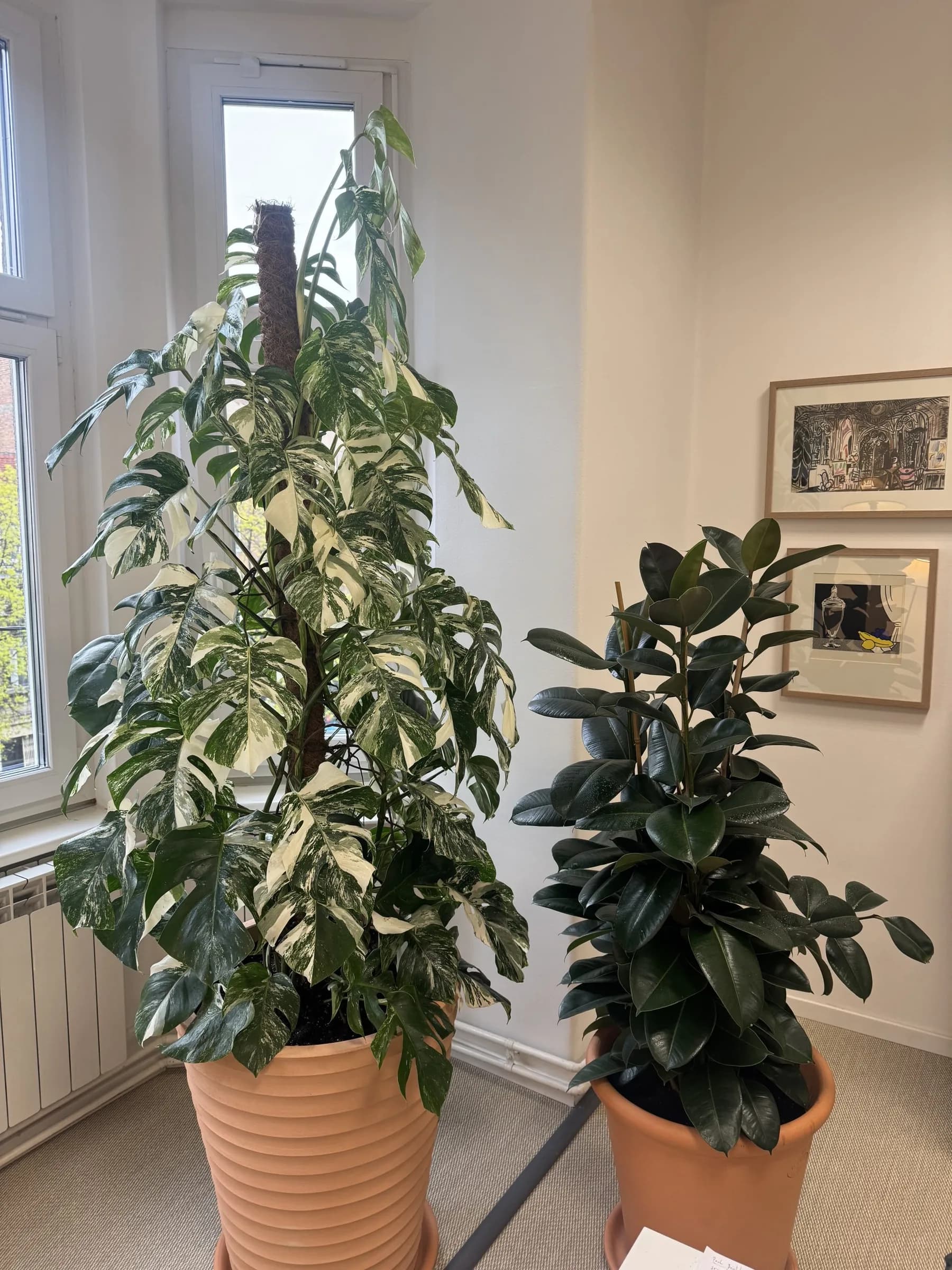Monstera Albo XXL