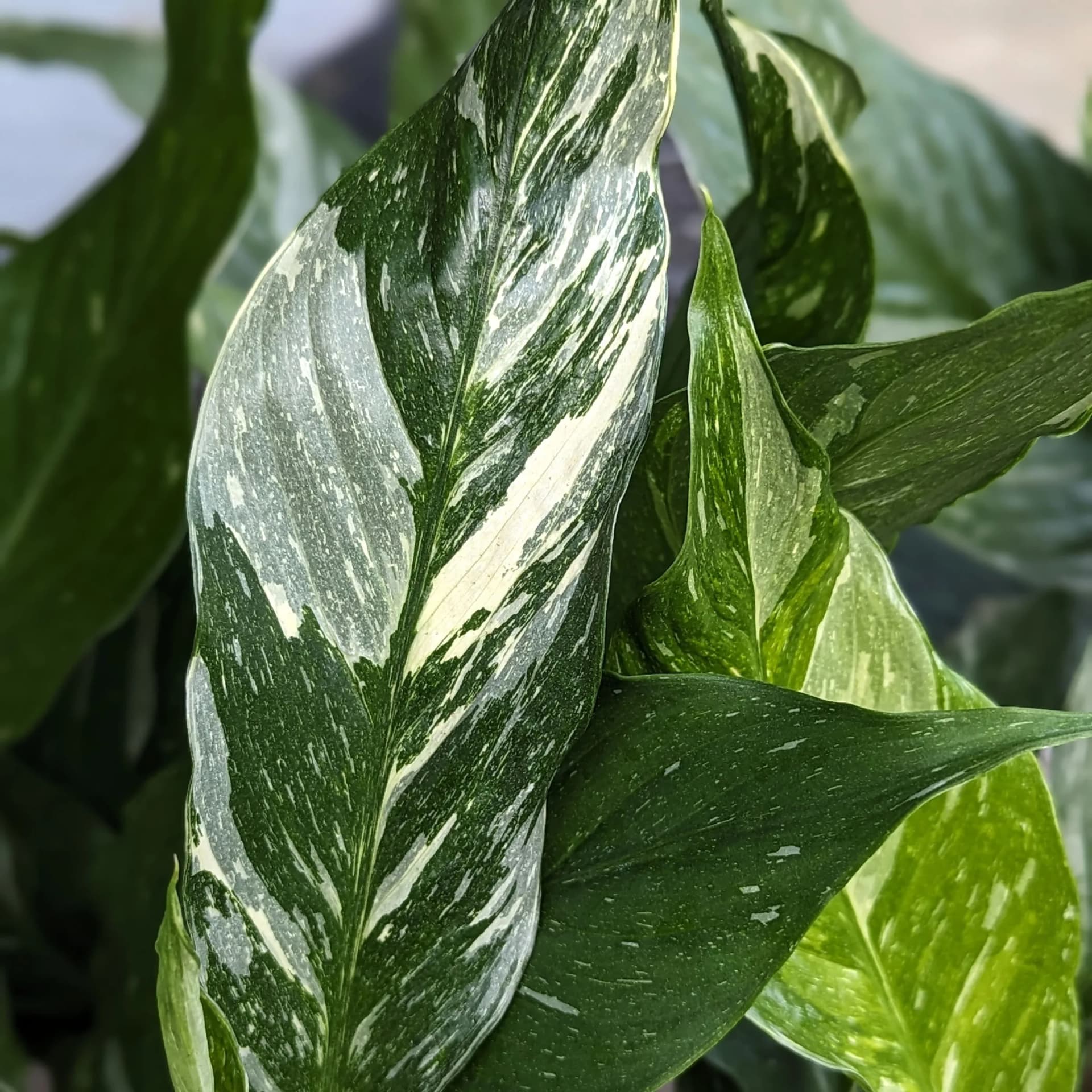 Spatifilum Diamond: Peace Lily Diamond (Spathiphyllum) - L
