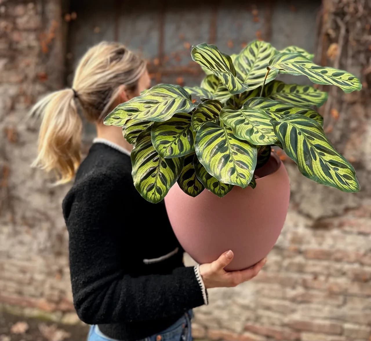 kalateja makojana calathea macoyana