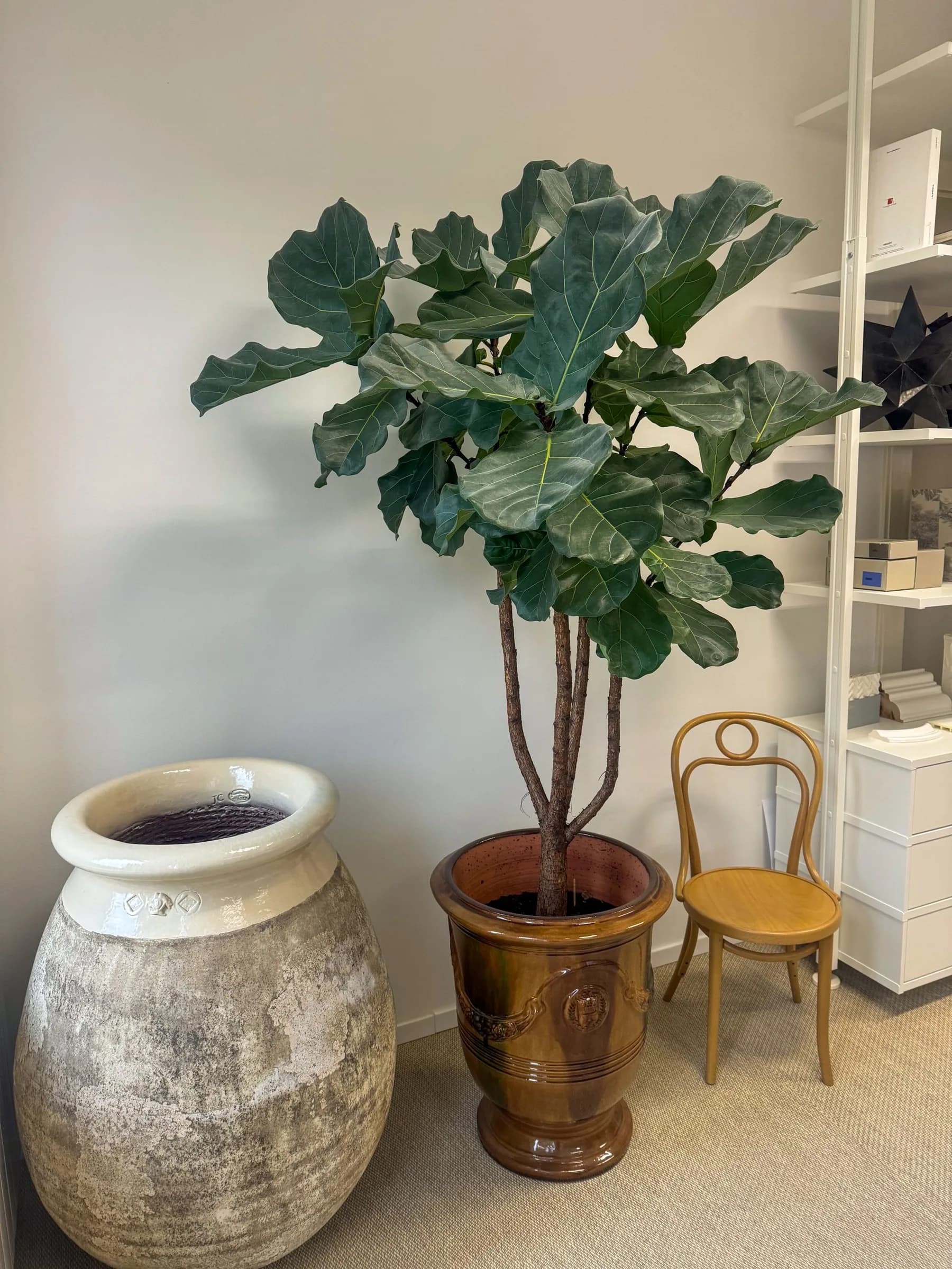 Fikus Lyrata: Fiddle-leaf Fig (Lirasti fikus) - XL