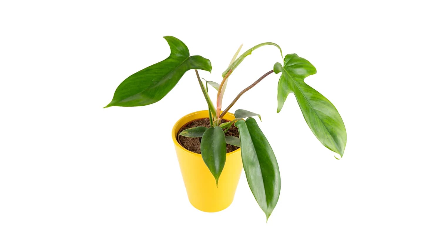Filadendron Florida (philodendron) - S/M