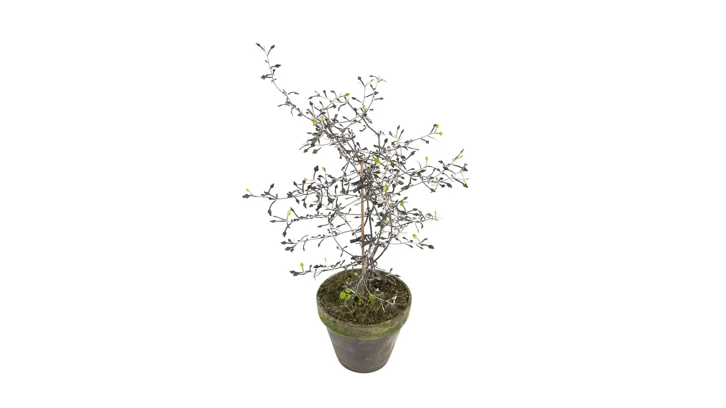 Corokia cotoneaste - M