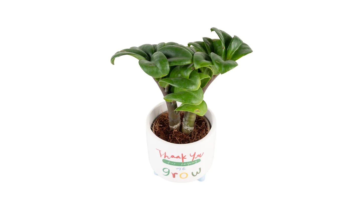 Zamioculcas zamifolia Zenzi: Dwarf ZZ Plant - XS/S
