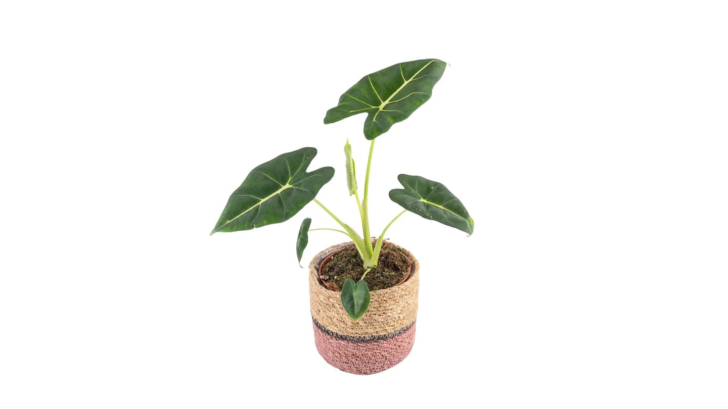 Alokazija Frydek: Green Velvet (Alocasia micholitziana) - M