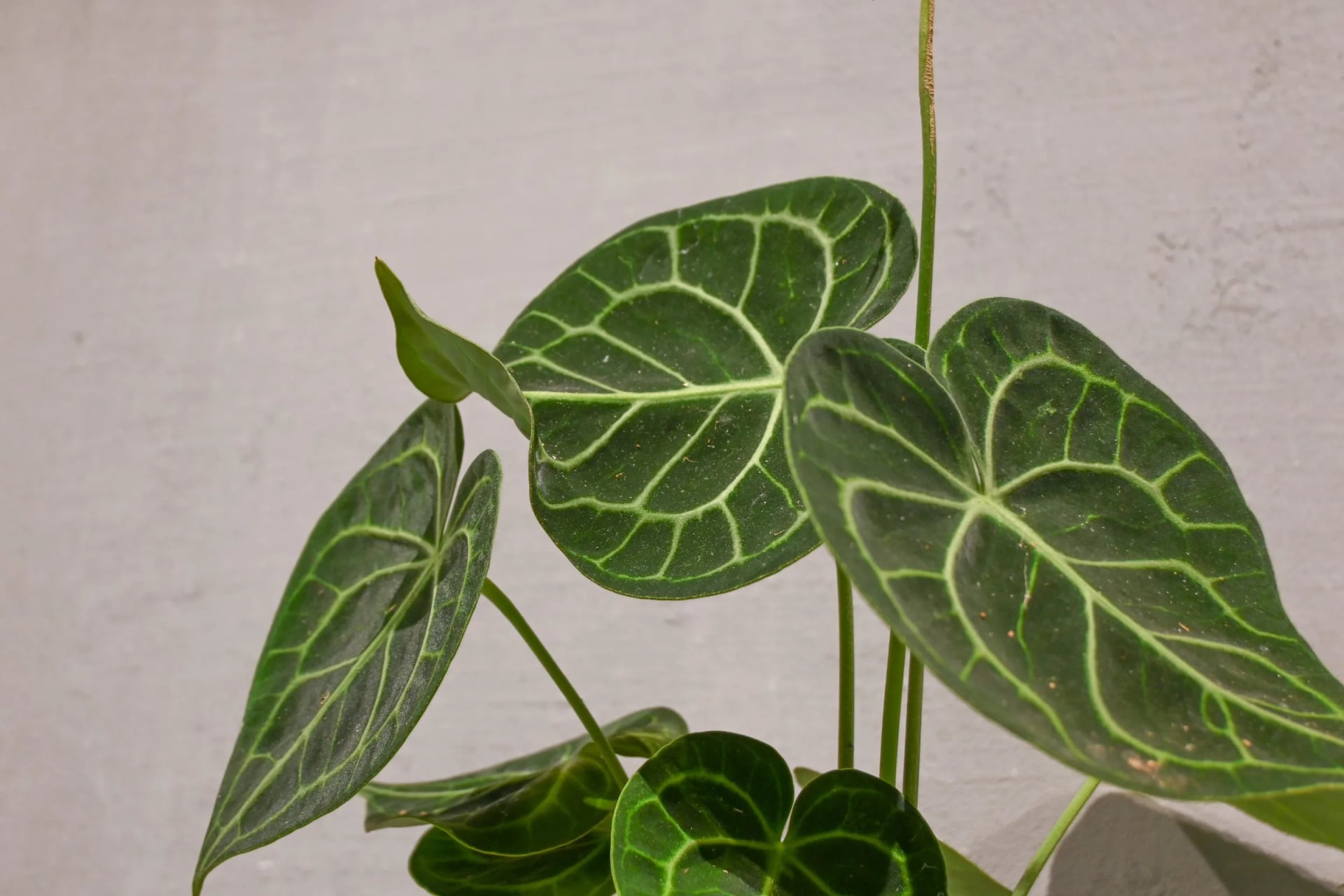 Anturijum clarinervium: Velvet Cardboard Anthurium (Anthurium clarinervium) - M