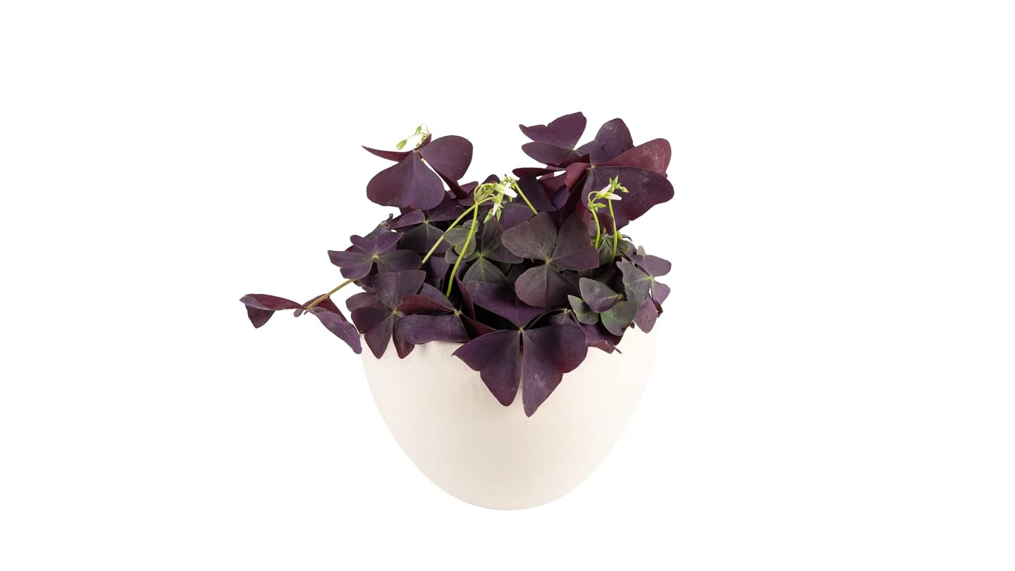 Ukrasna djetelina: Purple Shamrock (Oxalis) - S
