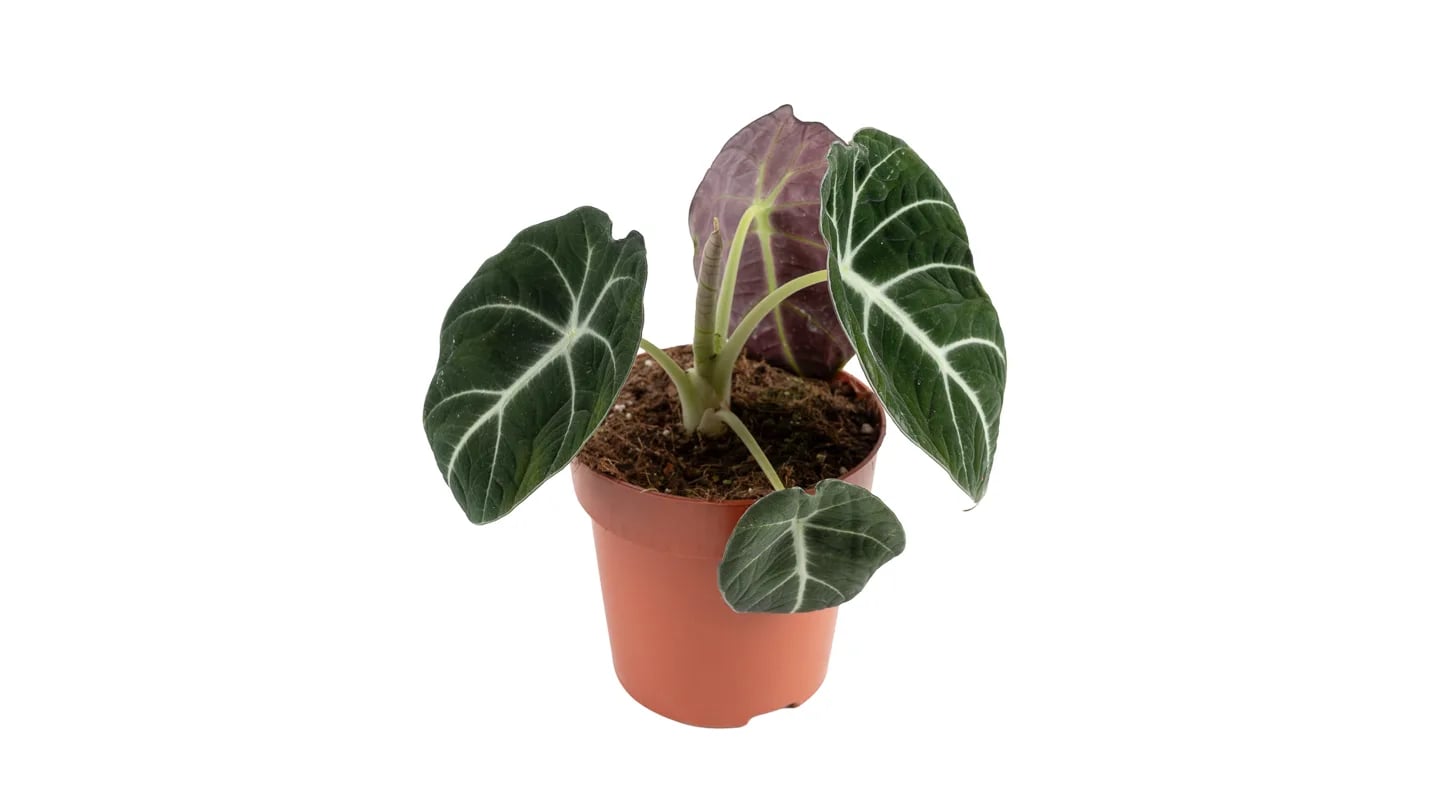 Alokazija black velvet (alocasia, alokacija) - S