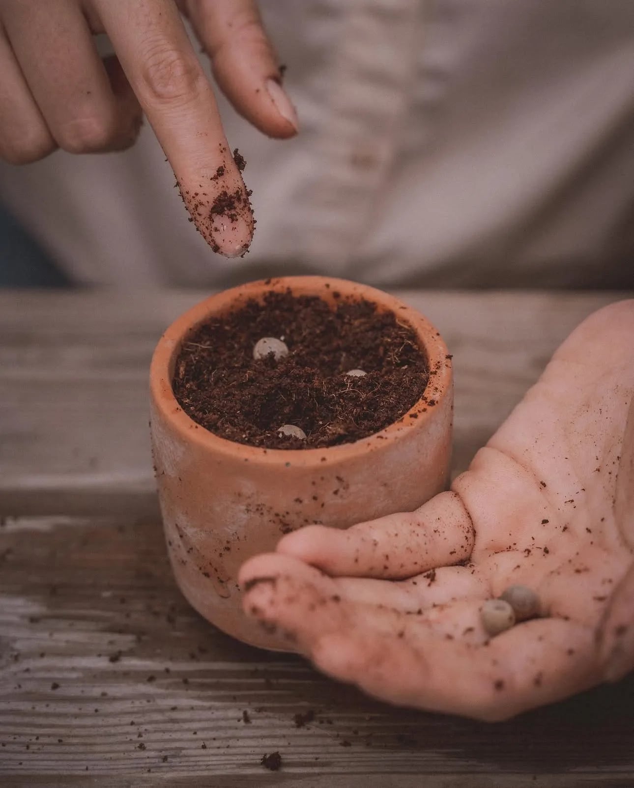 DIY set: Za uzgoj sobne biljke iz sjemena - Grow Your Own