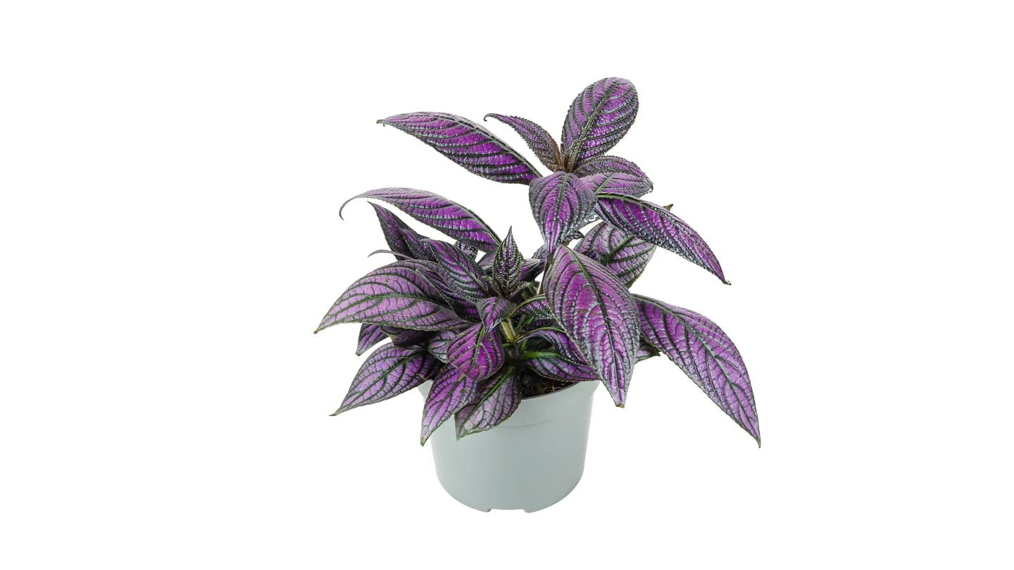 Perzijski štit: Persian Shield (Strobilanthes dyerianus) - M
