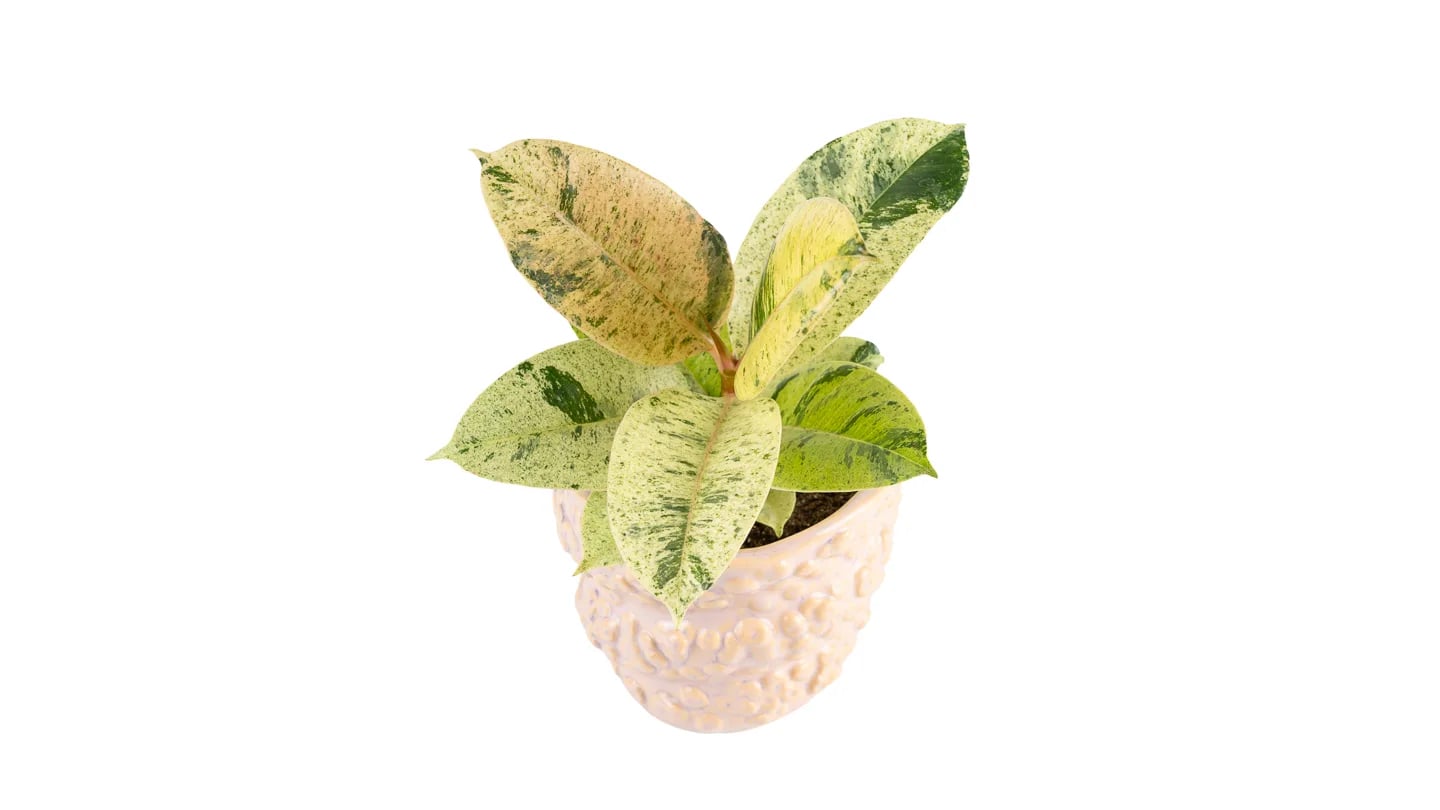 Fikus Shivereana: Variegated Rubber Plant (Ficus elastica Shivereana) - M