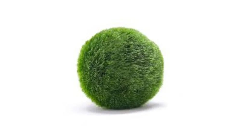 Marimo loptica je posebna alga koja se koristi za ukrašavanje akvarija ili može jednostavno nalaziti se u nekoj posudi s vodom.
