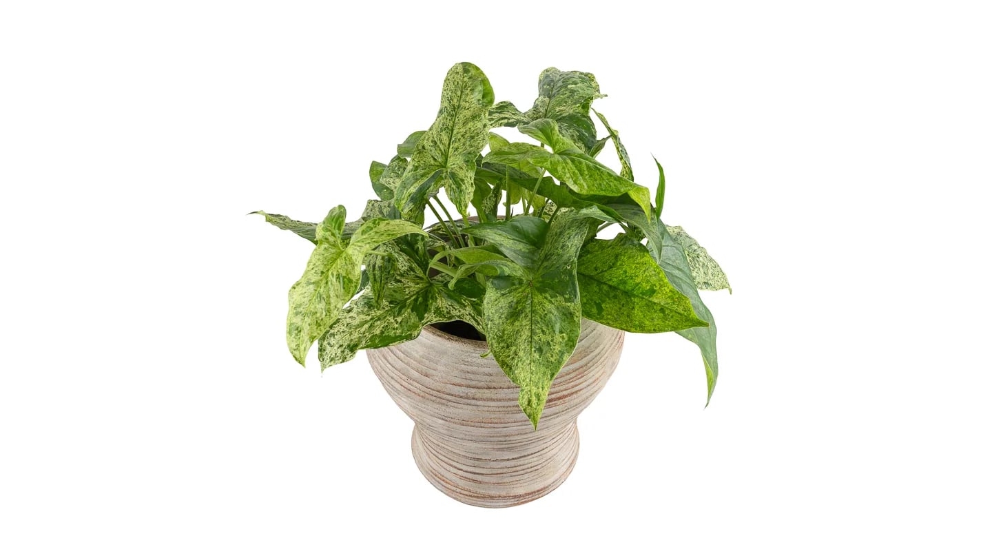 Singonij Mottled: Arrowhead Plant (Syngonium podophyllum) - M