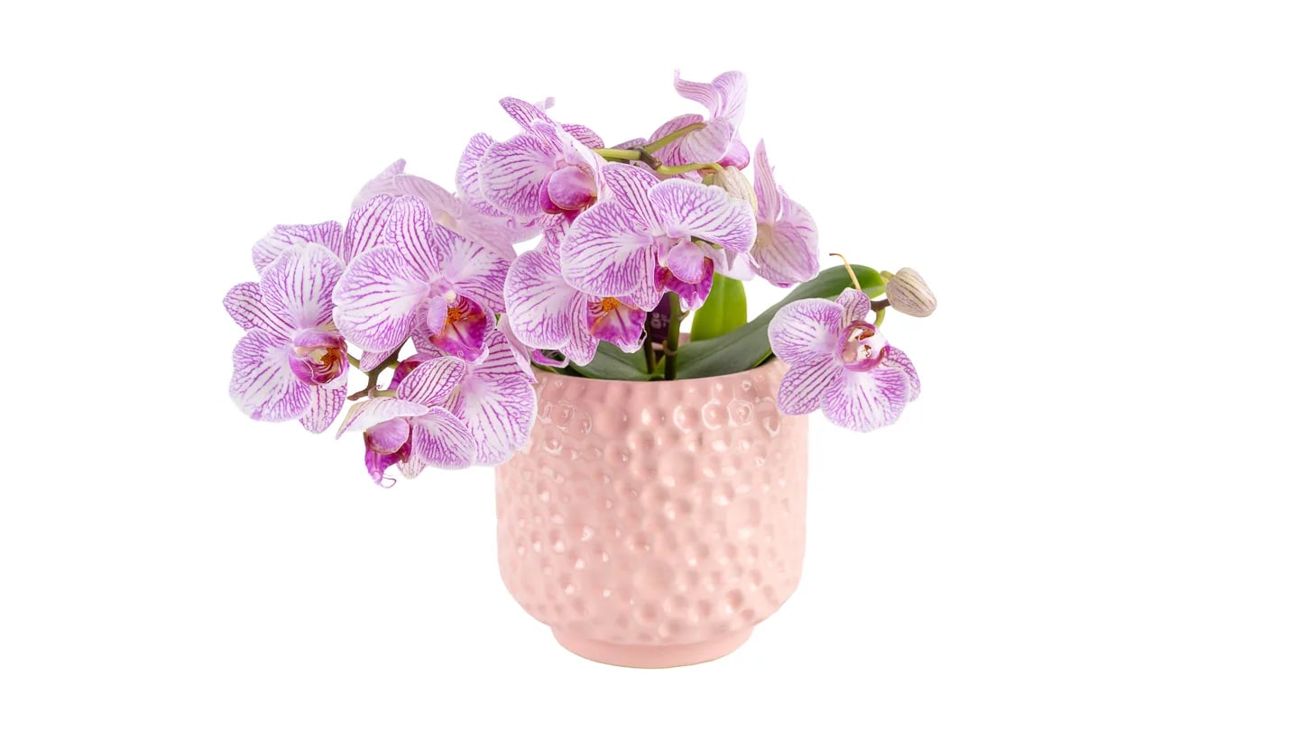 Orhideja: Butterfly Orchid (Phalaenopsis Multiflora Arti) - S
