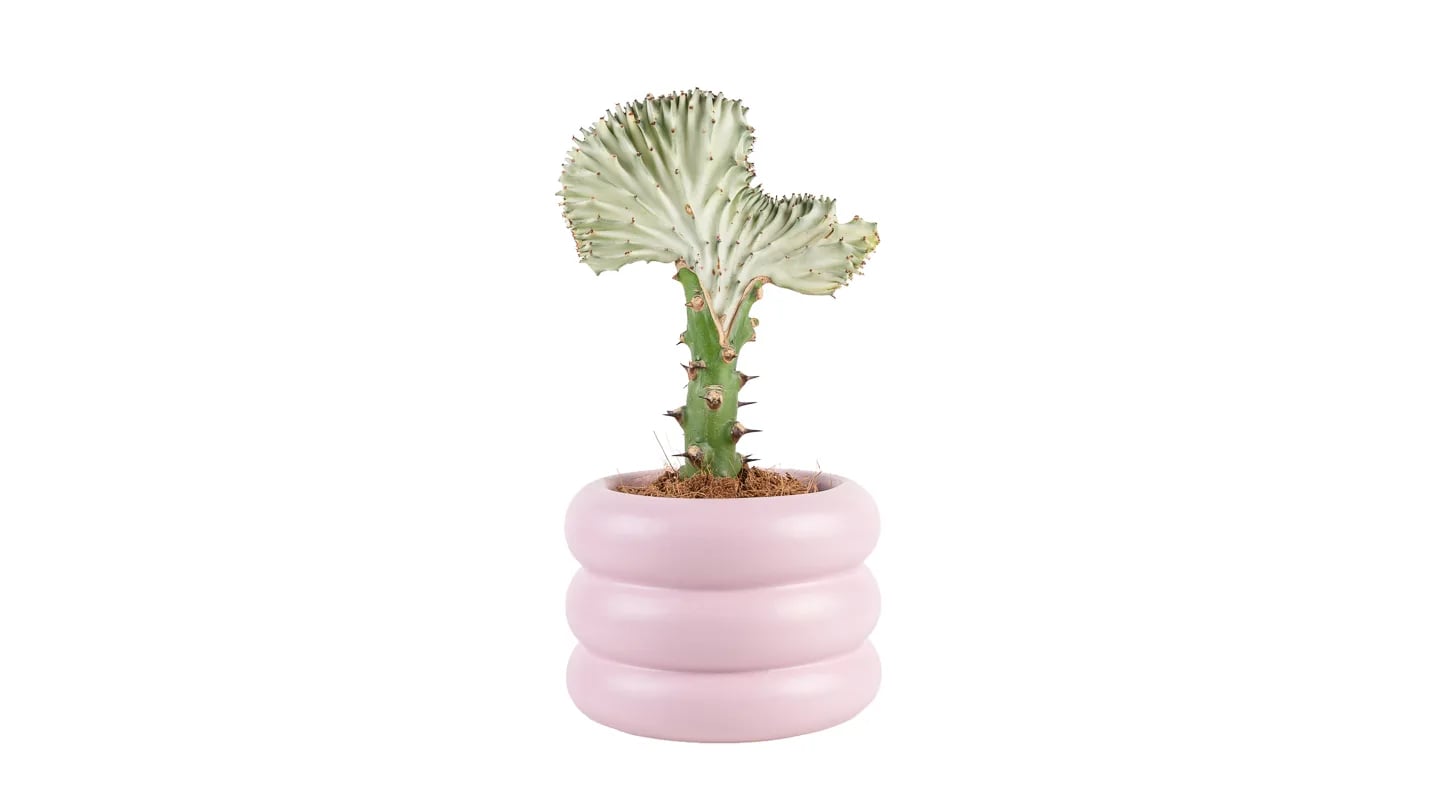 Euphorbia lactea (Kaktus Euphorbia) - M