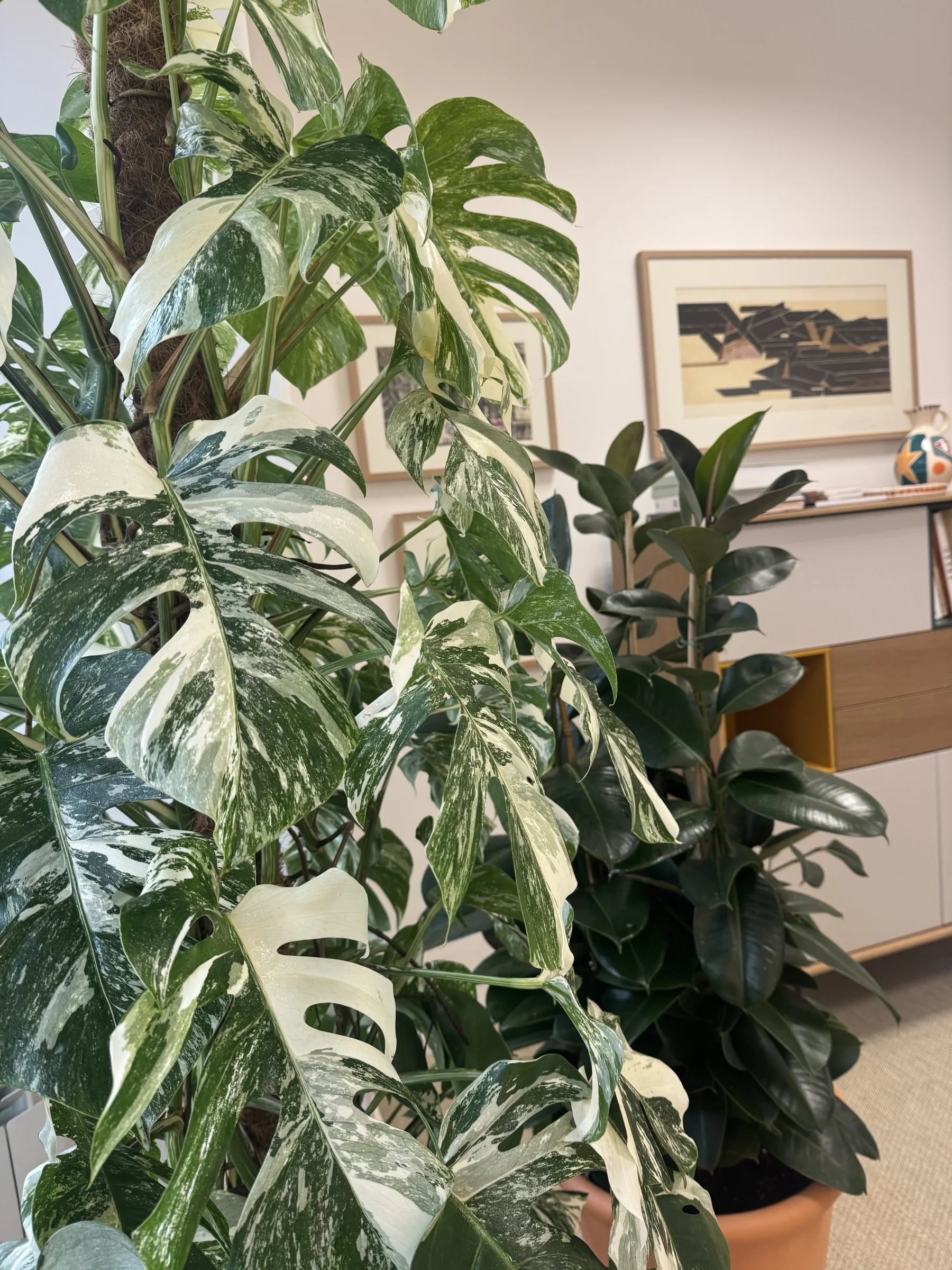 Monstera Albo XXL