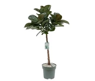 Stablo: Rubber Plant (Fikus Robusta) - L