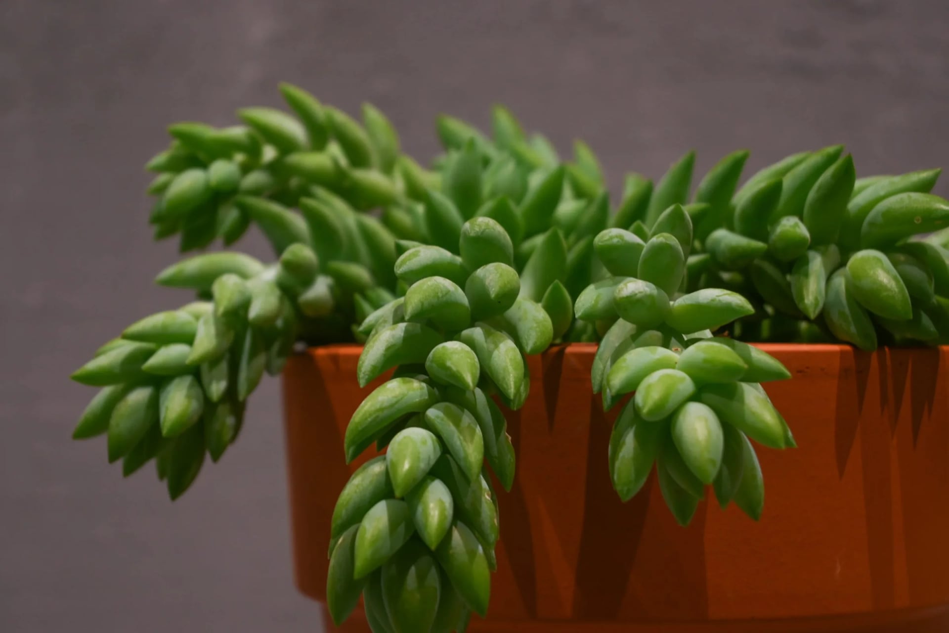 Sedum burrito: Burro’s Tail (Sedum morganianum burrito) - S