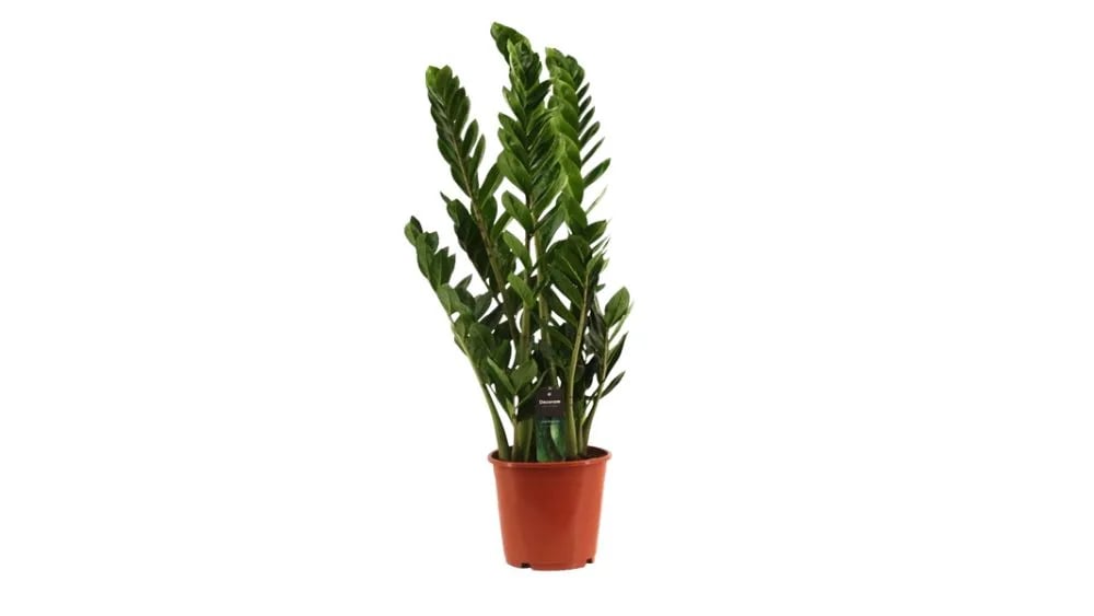 Zamioculcas zamifolia: ZZ Plant - M