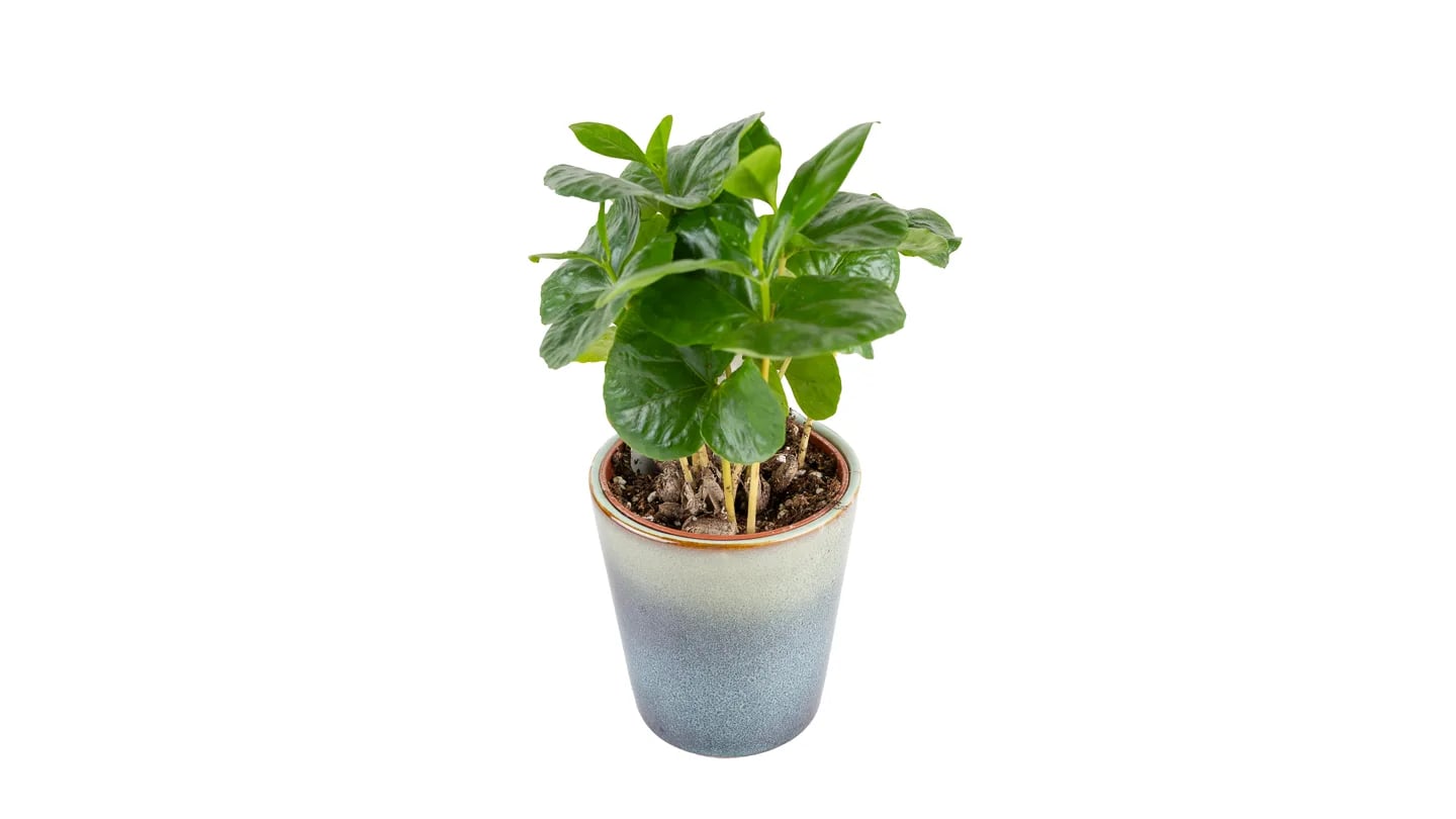 Biljka kave za terarij: Coffee Plant (Coffea arabica) - S