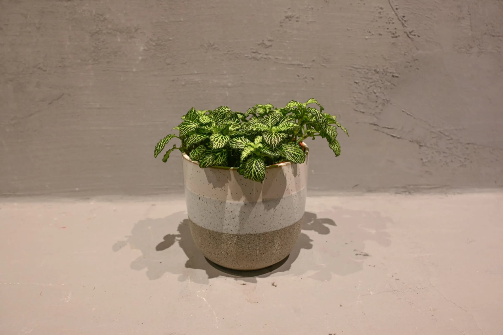 Fitonija: Mosaic Plant (Fittonia) - S