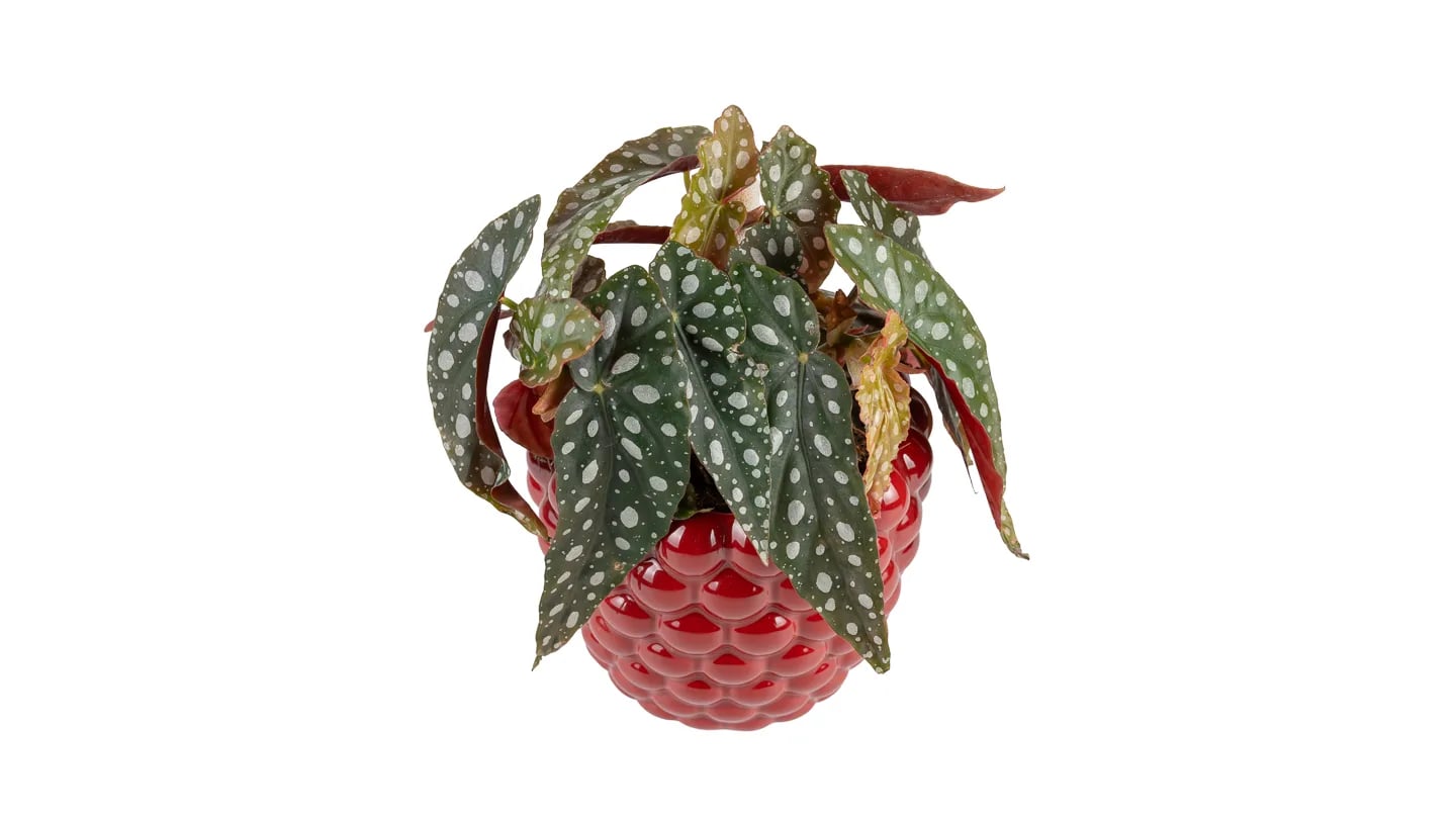 Točkasta Begonija: Polka Dot Begonia (Begonia maculata) - M