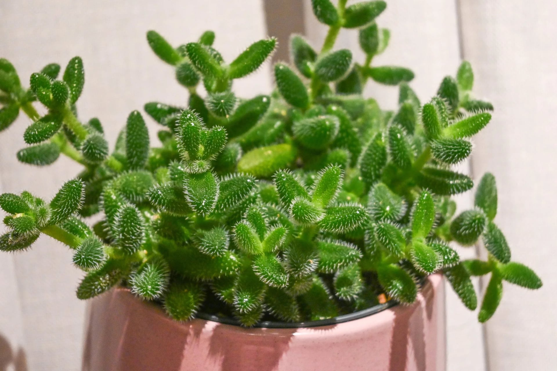 Krastavac sukulent - Delosperma echinatum: Pickle Plant - S