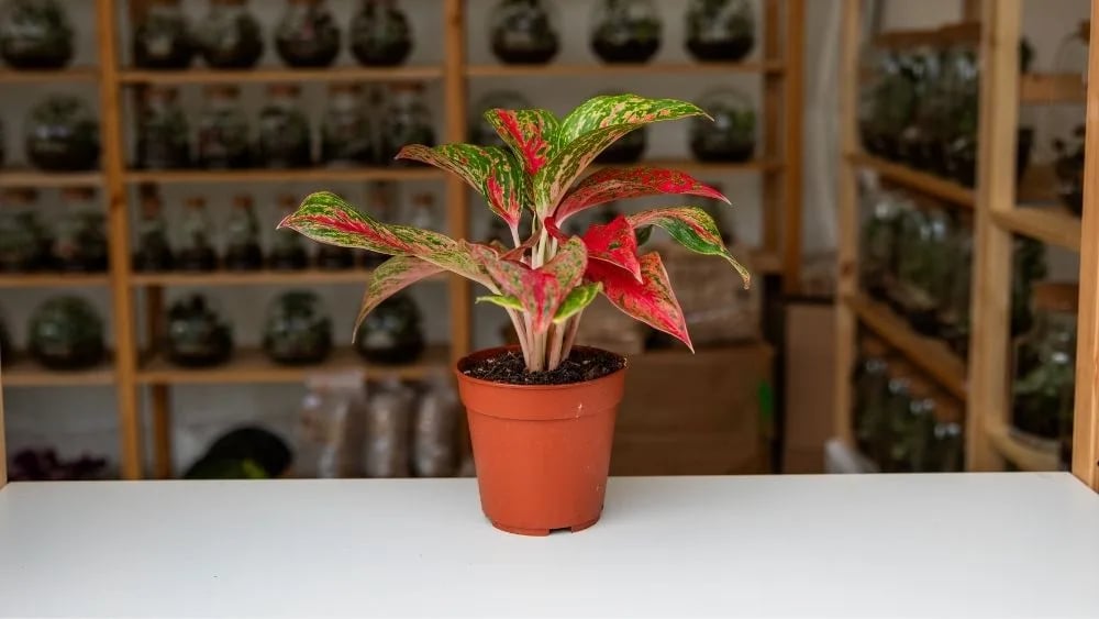 Aglaonema je biljaka sa išaranim listovima zeleno-crvene boje.