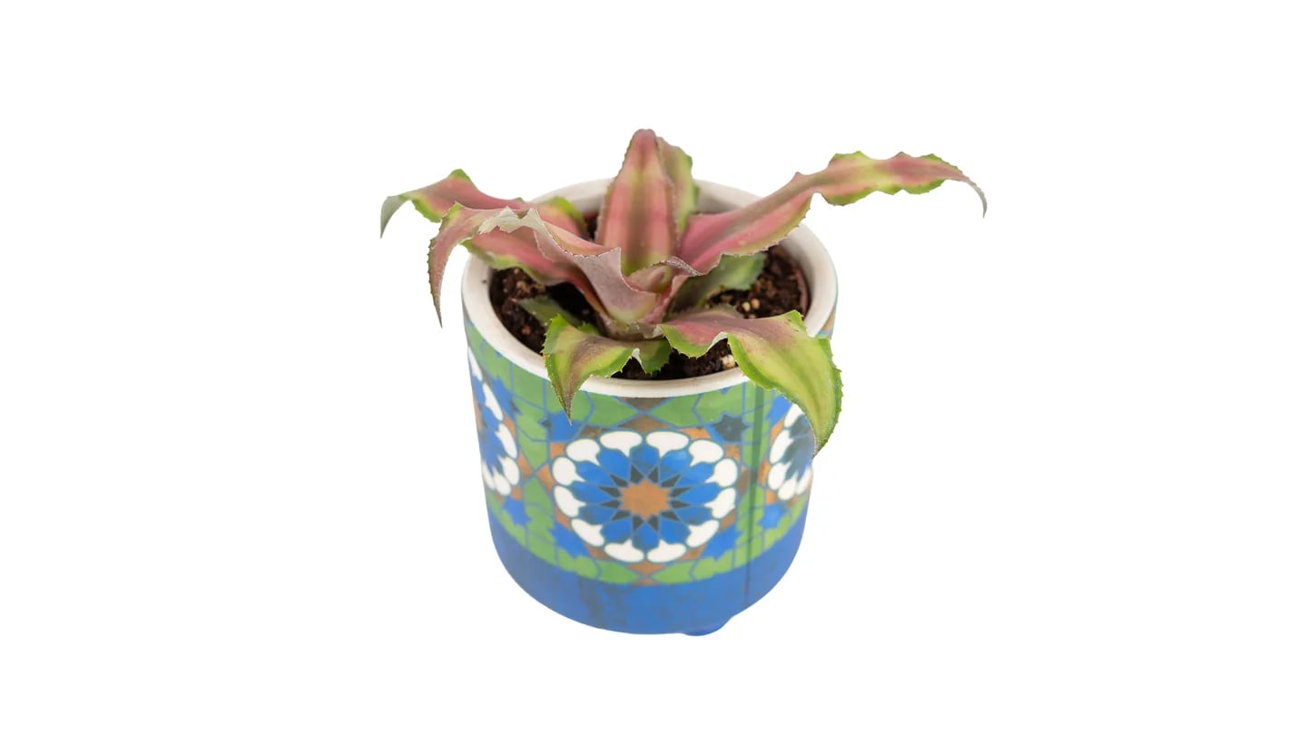 Kriptantus (Cryptanthus bivittatus) - S