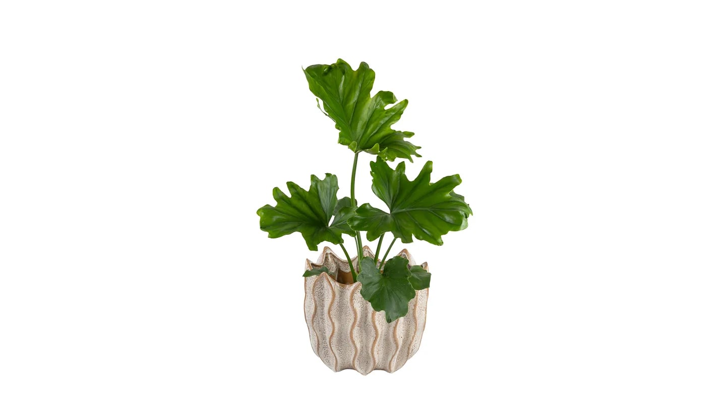 Filodendron Selloum: Tree Philodendron (Philodendron bipinnatifidum) - M
