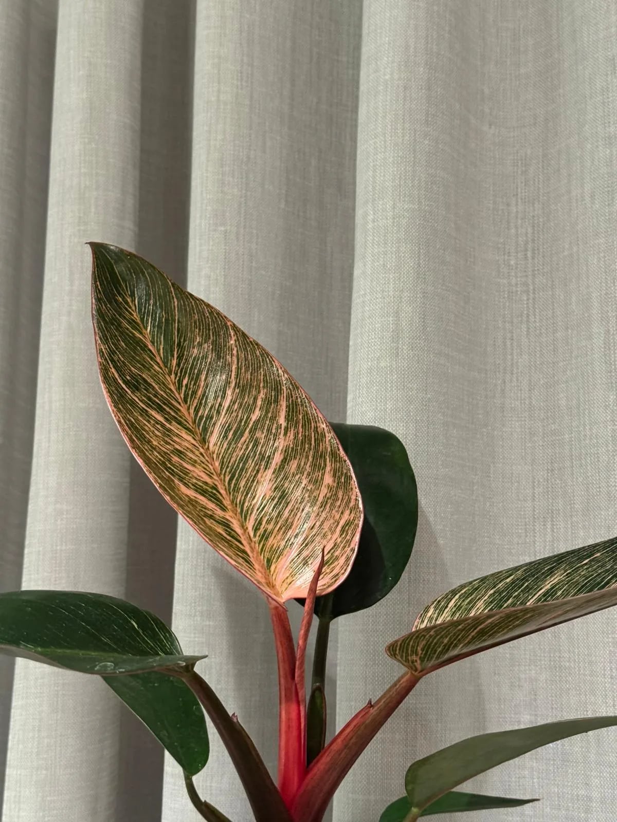 Filodnendron Pink Birkini: Philodendron Birkin - M
