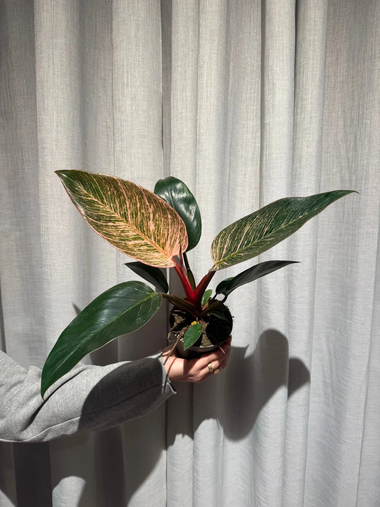 Filodnendron Pink Birkini: Philodendron Birkin - M