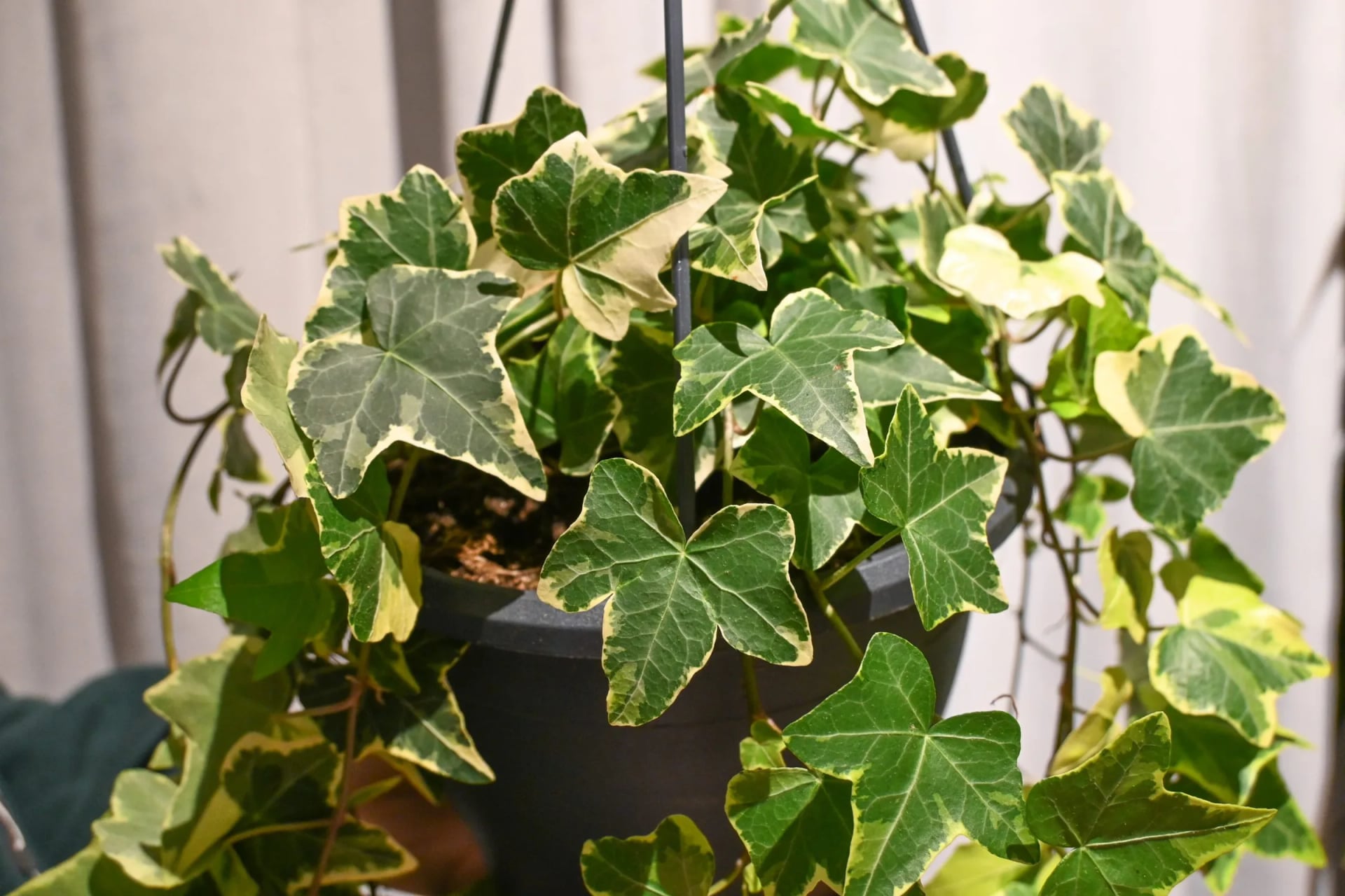 Bršljan: Ivy (Hedera helix) - S