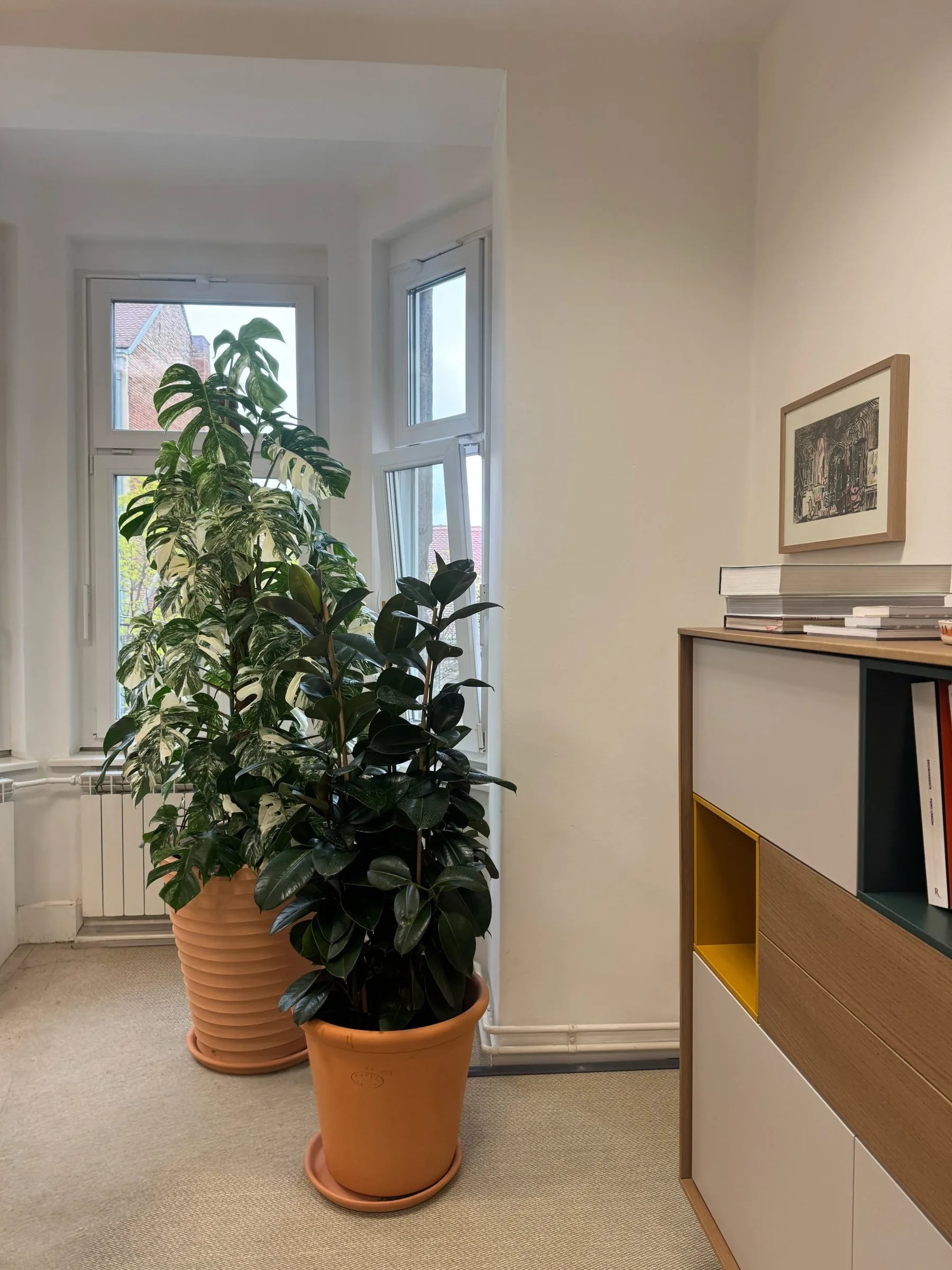 Monstera Albo XXL