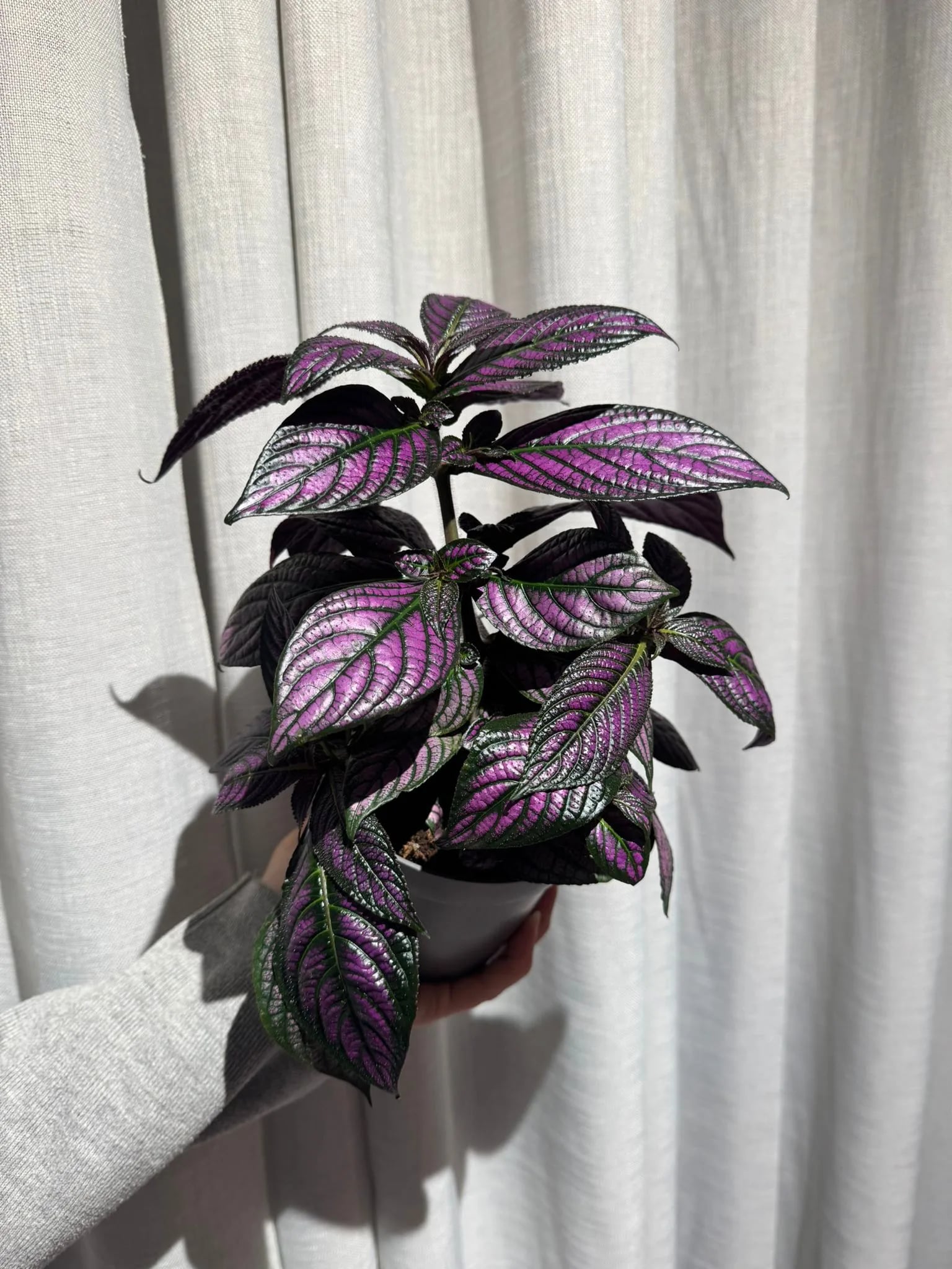 Perzijski štit: Persian Shield (Strobilanthes dyerianus) - M