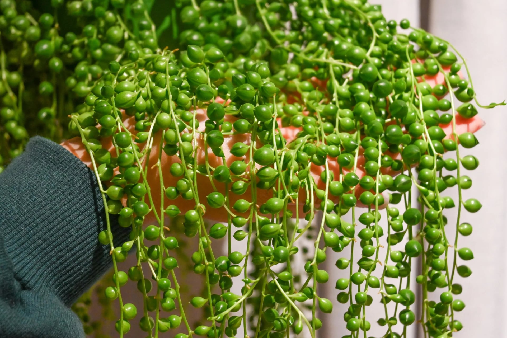 Niz bisera: String of Pearls (Senecio Rowleyanus) - M