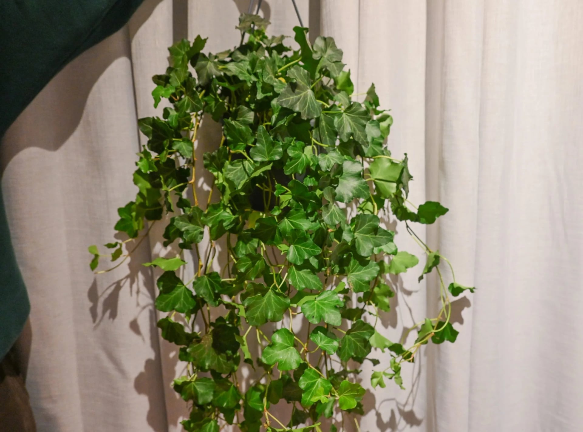 Bršljan: Ivy (Hedera helix) - S