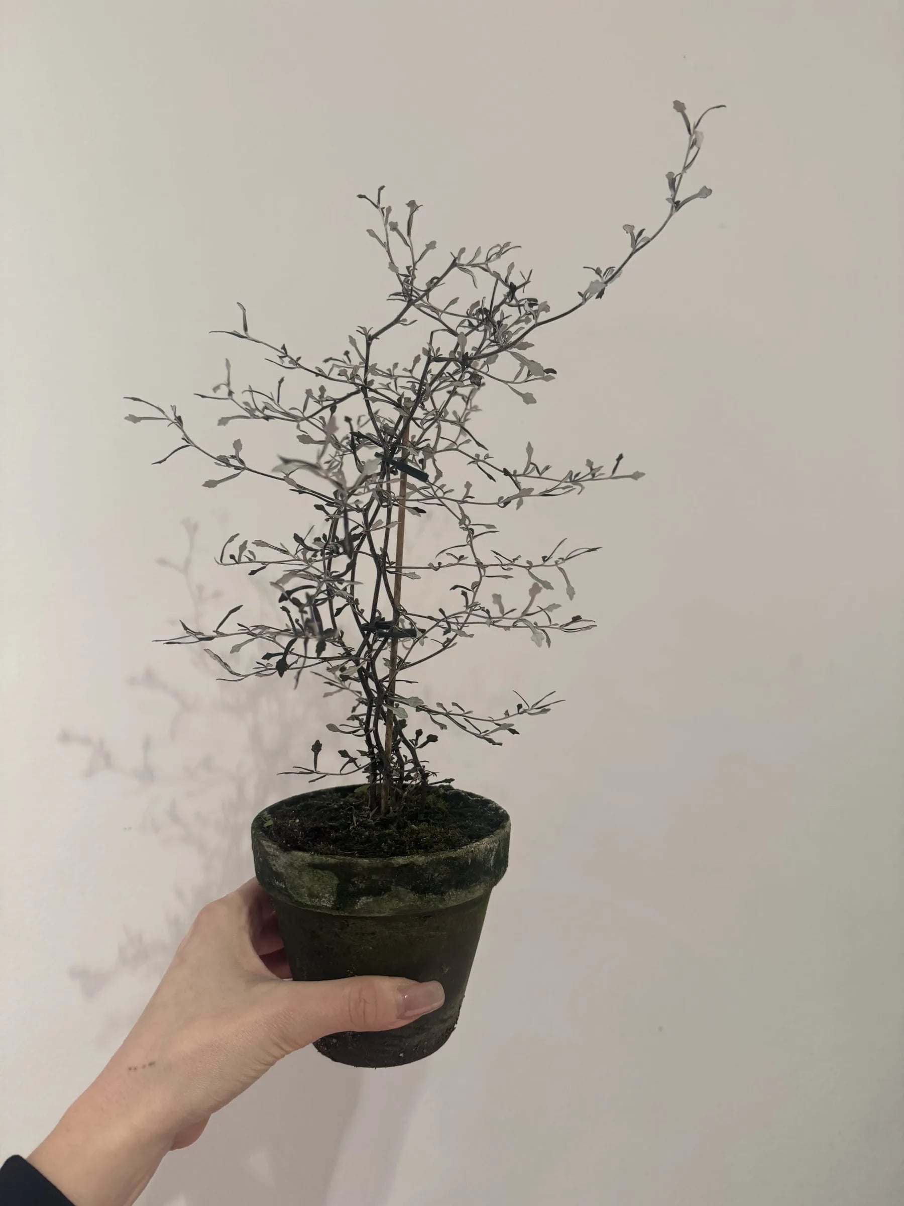 Corokia cotoneaste - M