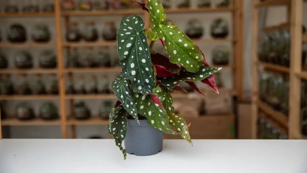 Begonia leaf je biljka s bijelim točkicama i zeleno crvenim listovima.