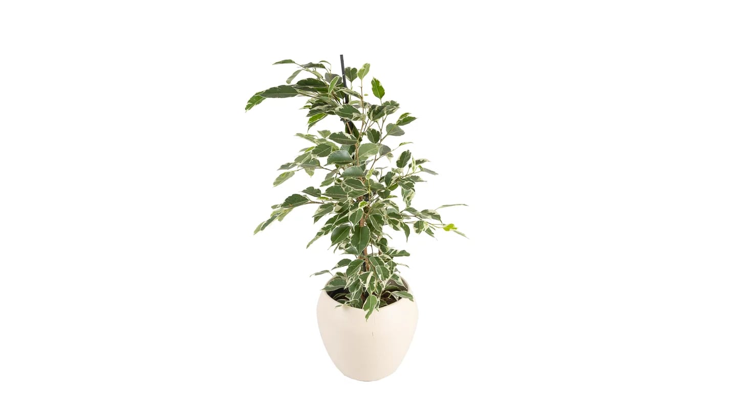 Fikus Benjamin: Weeping Fig (Ficus benjamina Twilight) - M