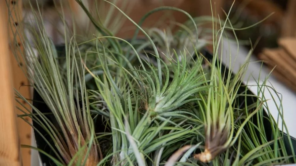Zračna biljka: Air Plant (Tillandsia) - S