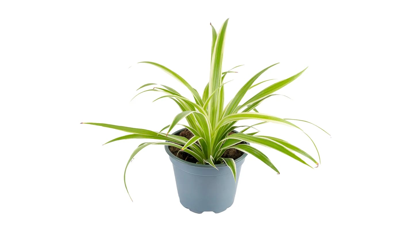 Zeleni ljiljan: Spider Plant (Chlorophytum comosum, klorofitum) - S/M