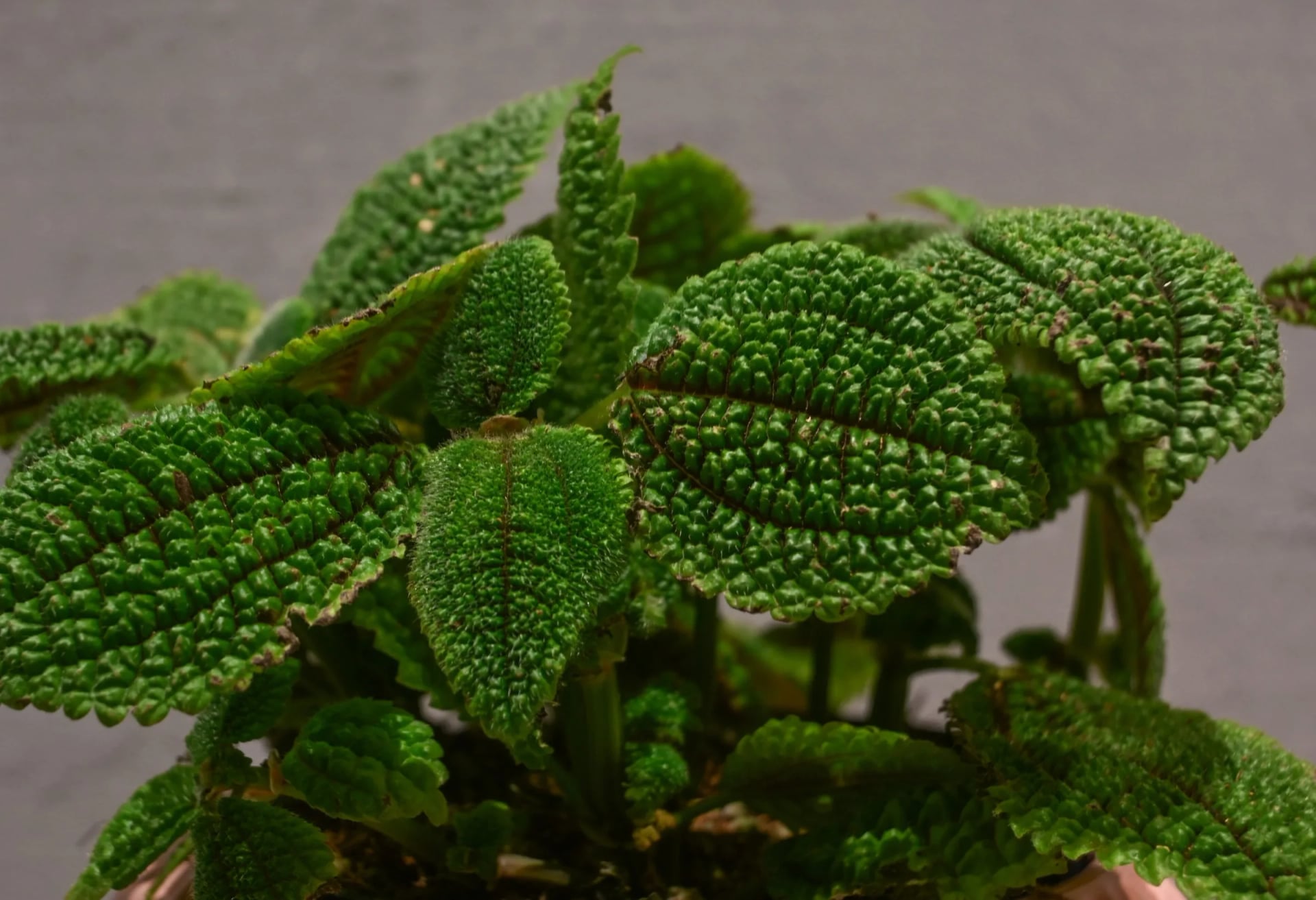 Pileja: Moon Valley (Pilea Mollis) - S