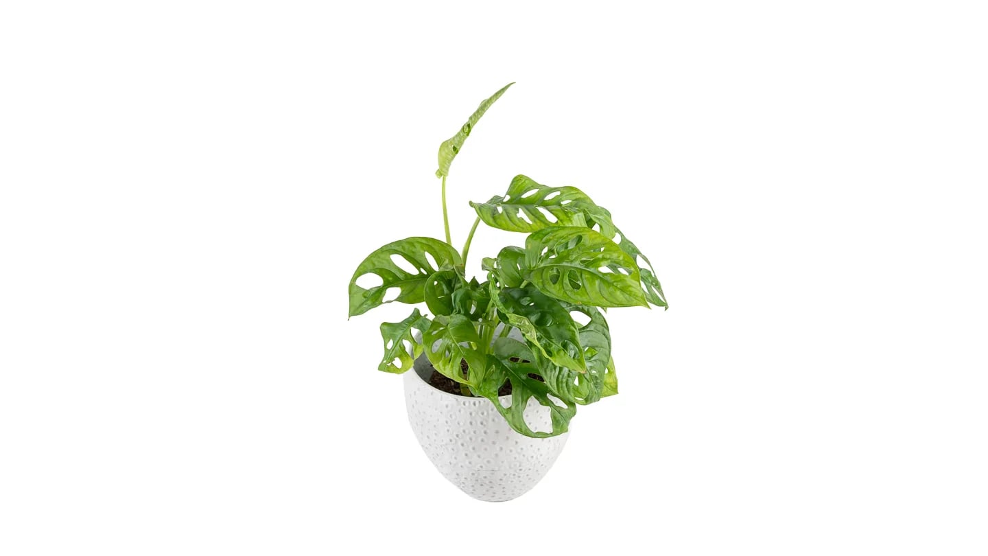 Monstera adansonii: Monkey Mask (Monstera adansonii) - M