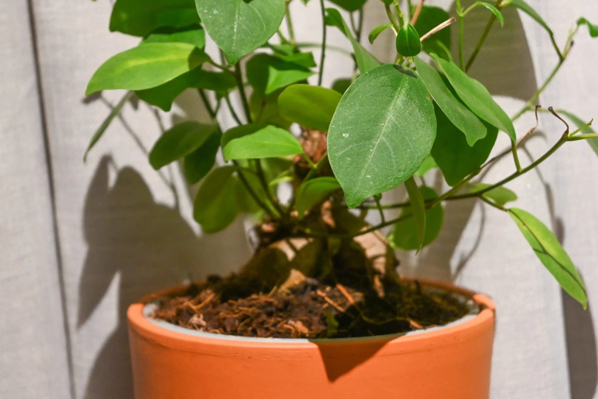 Fikus Ginseng Bonsai: Ginseng Fig Bonsai (Ficus microcarpa) - M