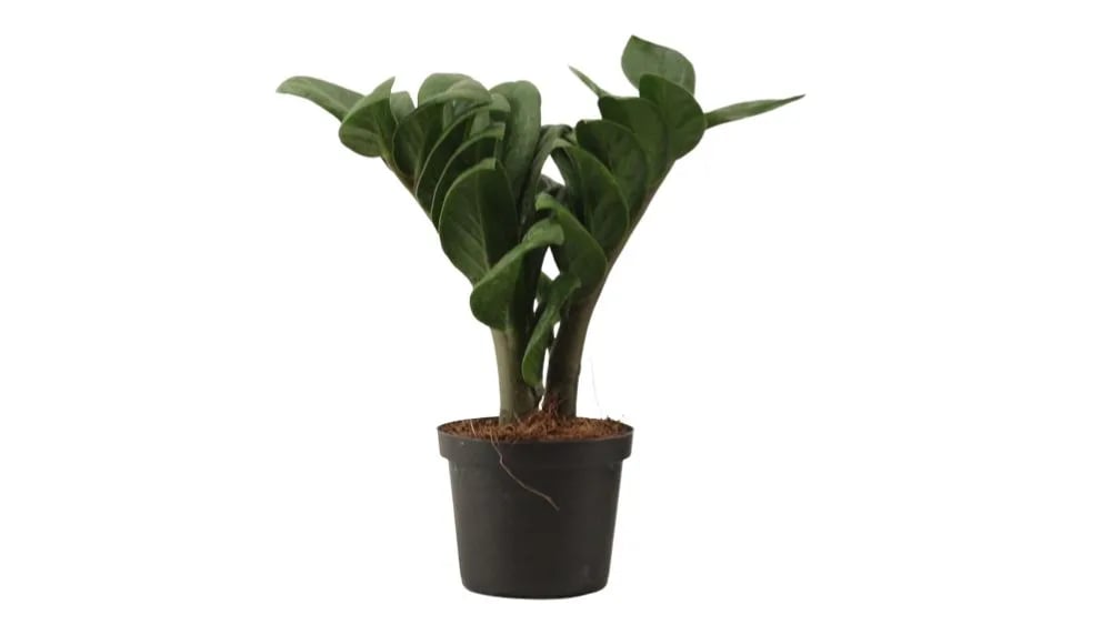 Zamioculcas zamifolia Zenzi: Dwarf ZZ Plant - XS/S