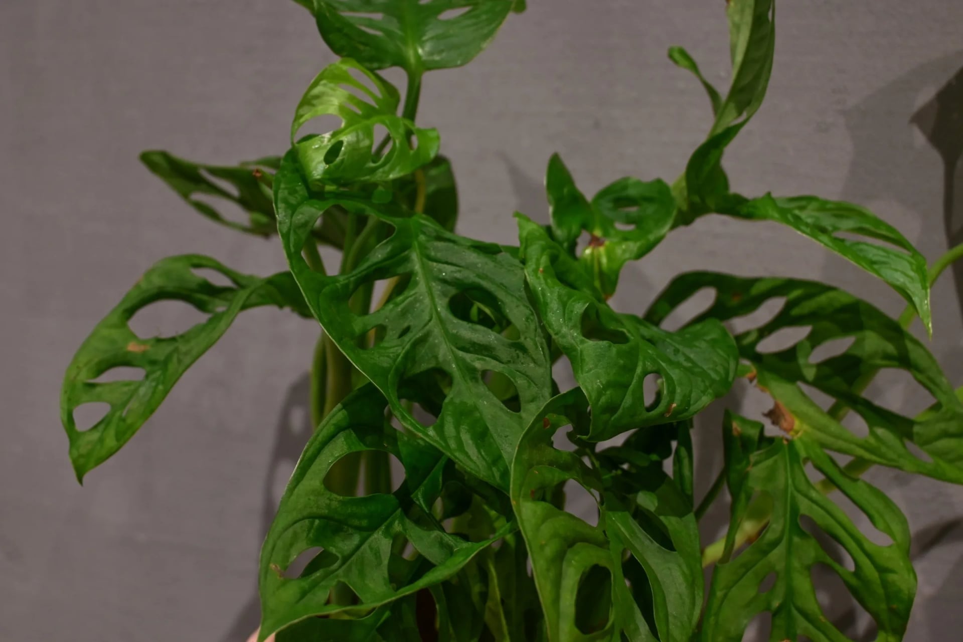 Monstera adansonii: Monkey Mask (Monstera adansonii) - M