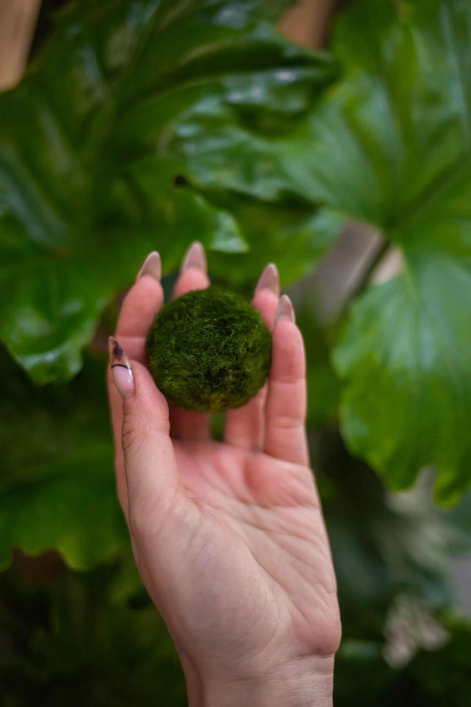 Marimo loptica mini (1 kom): Mini Moss Ball - XS