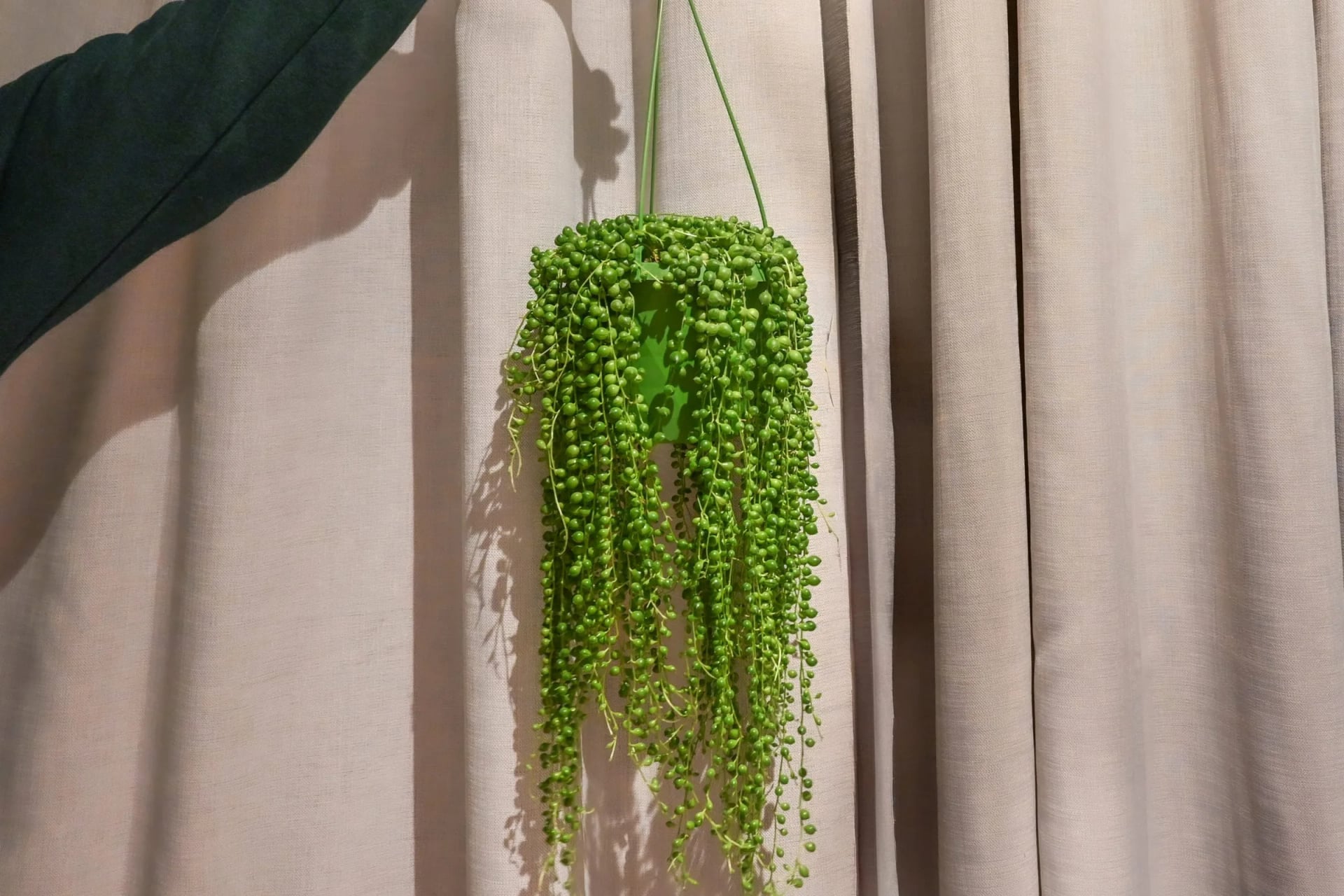 Niz bisera: String of Pearls (Senecio Rowleyanus) - M