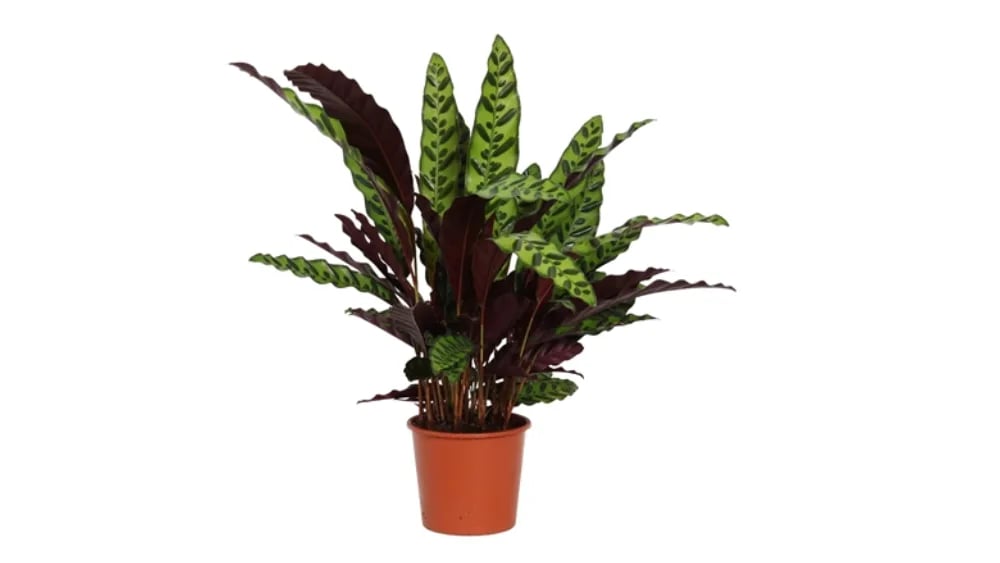 Kalateja Lancifolia: Rattlesnake Plant (Calathea) - M