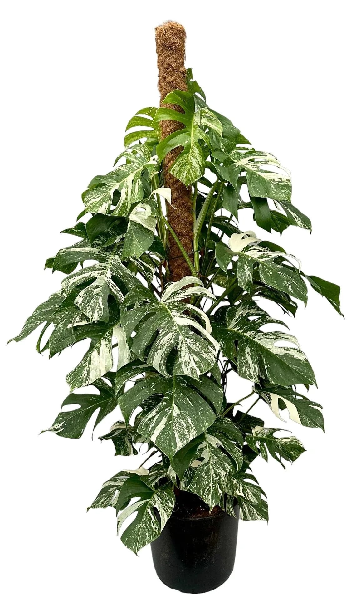 Monstera Albo XXL